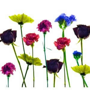 Flower collage3 11z14 photo art