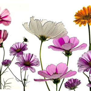 Flower collage 4 11x14-photo art