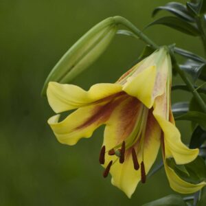 Yellow daylily 11x14 photo print