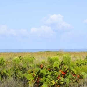 Coastal Reverie - 8x10 print