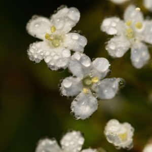 Waterdrops on Walter's Viburnum - 11x17 framed