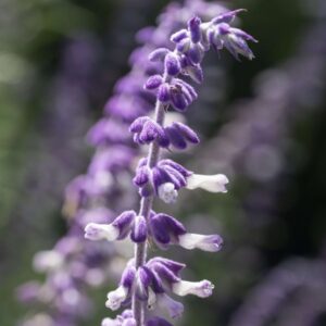 Mexican Bush Sage - 12x18 print