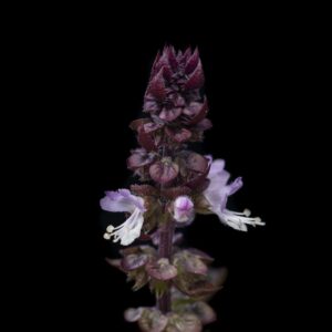 Twilight - 12x18 print