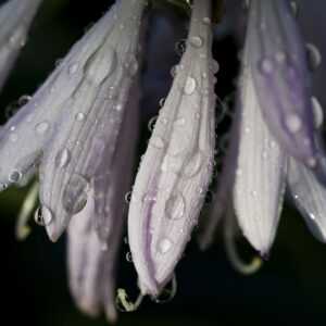 Symphony - 12x18 print