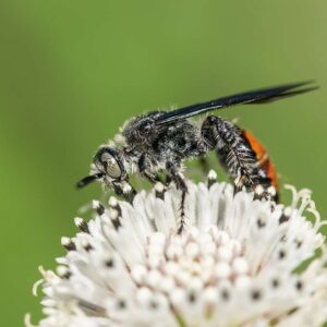 Solidarity - 11x14 print