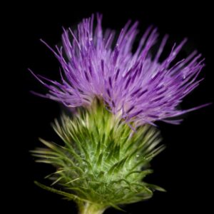 Bull Thistle - 11x17 print