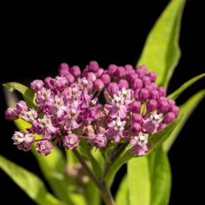 Pink Milkweed - 13x19 print
