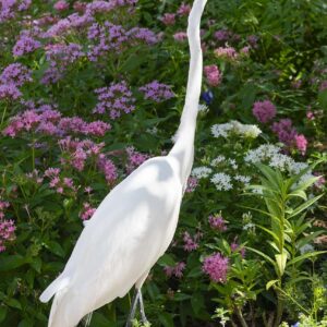 Waltz - 11x14 framed