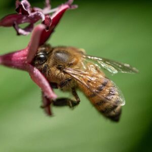 Harmony in Motion - 11x14 print