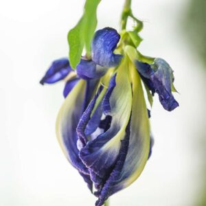 Euphoria - 8x10 framed