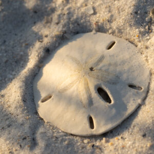 Treasure - 8x10 framed