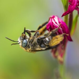 Sovereign - 11x17 framed