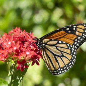 Majesty - 12x16 print