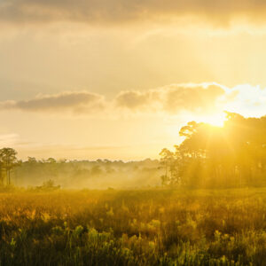 "Morning Stillness Over Ocean Springs Field" (16"x24" Print)