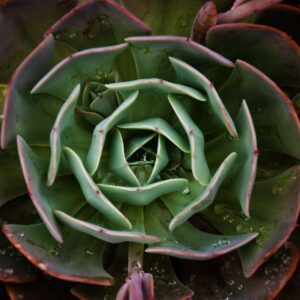 Echeveria Succulent-5 10x15 photo print