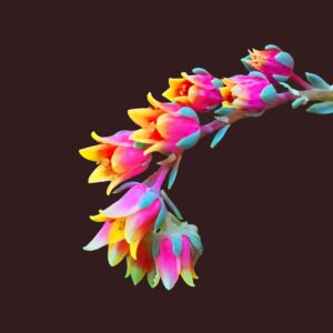 Echeveria Succulent 11x14 photo print