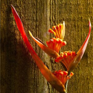 Parrots' beak photo 11x14 print