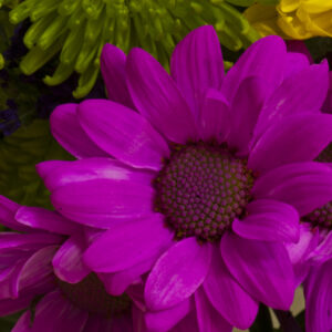 Gerbera-Daisy photo print 11x14