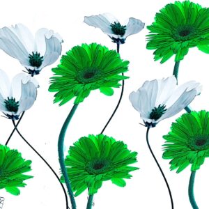 Flower collage 2 11x14 photo art