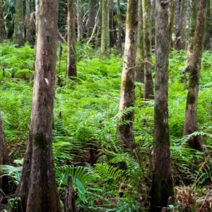 Hammock-Park 10x16 photo print