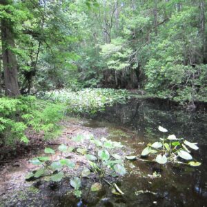 Hammock park pond photo print 8x10