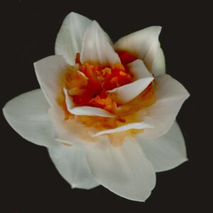 Jonquil 11x14 photo print