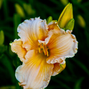 Lilly photo print 8x10