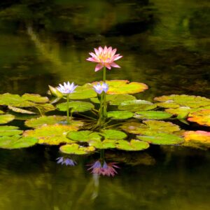 Pink water lily 12x20 photo print