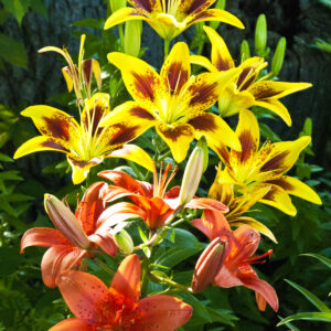 Lilly bouquet photo print 11x14