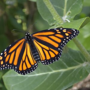 Monarch 8x10 photo print