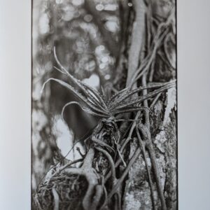 One Silver Gelatin Darkroom Print (8"x10" - Assorted)