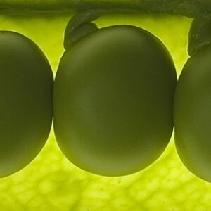 Peas in a pod 5x15 photo print