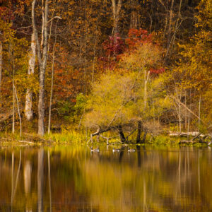 Pond Reflections 2--10x16