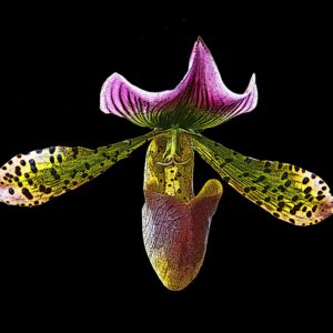 Red, green orchid 8x10 photo print art