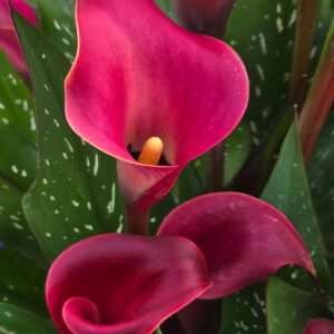 Red calla lily 11x14 photo print