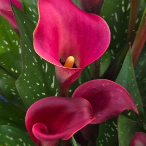 Red calla lily 8x10 photo print