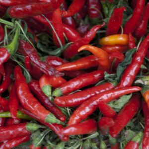 Red peppers 8x12 photo print