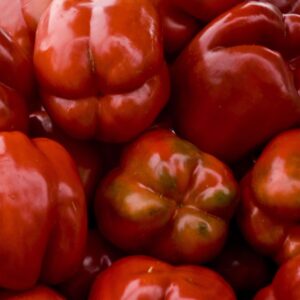 Red-peppers photo print 8.5x11