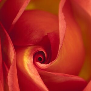 Red rose 11x14 photo print
