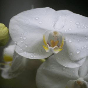 Tranquility - 8x10 framed