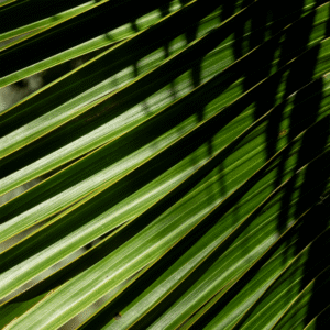 Under the Trees - 8x10 print