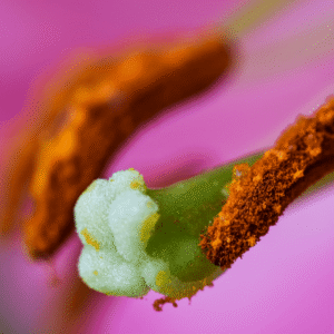 Bloomed Illusion - 8x12 print