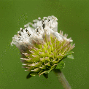 Snow Squarestem - 11x14 framed