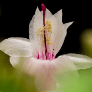 Ivory Whispers - 12x16 print