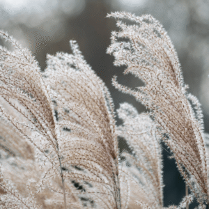 Ethereal Grasslands - 11x17 print