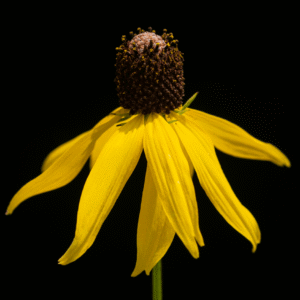 Black Eyed Susan - 11x17 print