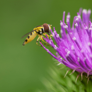 Hoverfly on Bull Thistle - 18x24 print