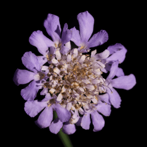 Solace - 11x17 print