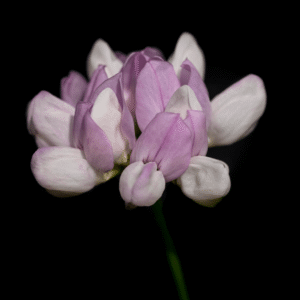 Crownvetch - 11x17 print