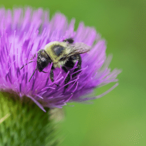 Thistle Kiss - 11x17 print